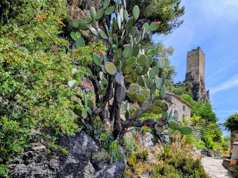 Flora Occitania Sortie 2026 1