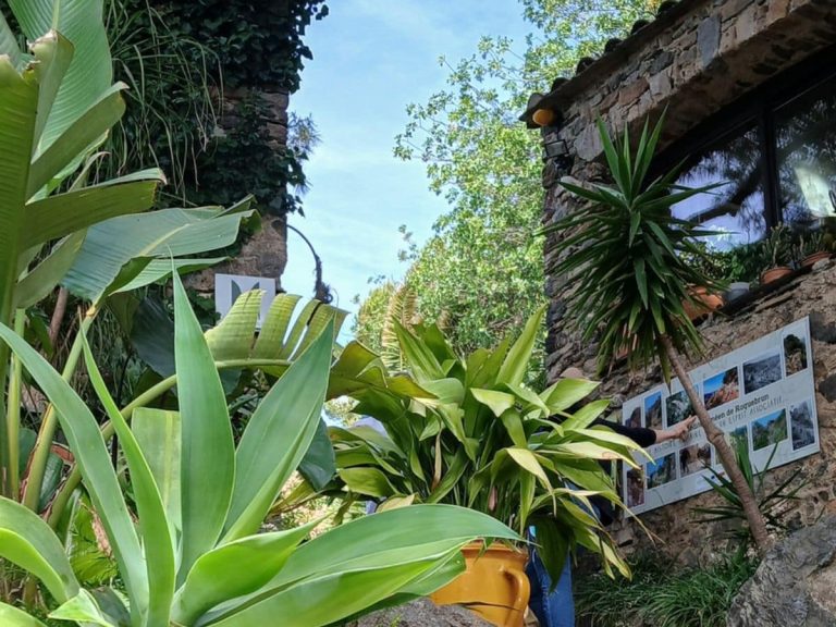Flora Occitania Sortie 2026 2